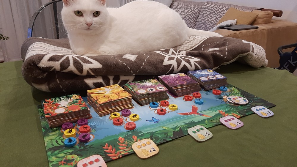 Gatto