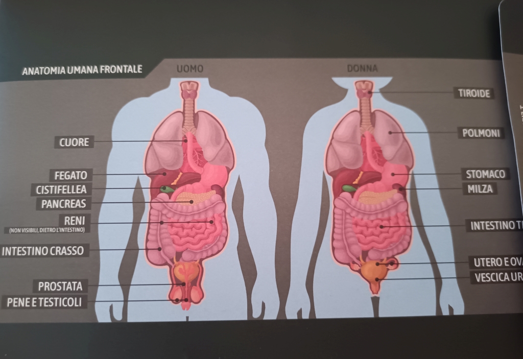 Anatomia umana