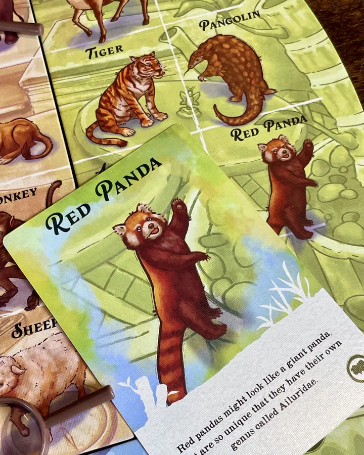 Il Panda Rosso in Zoology